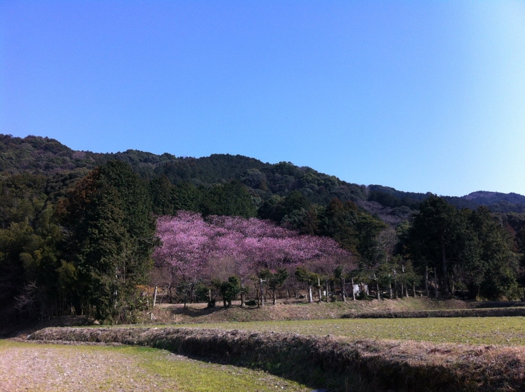 初御代桜（ハツミヨザクラ）〜那珂川市