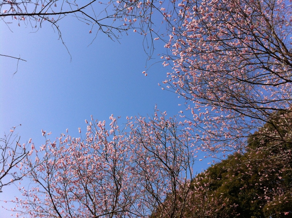 初御代桜（ハツミヨザクラ）〜那珂川市