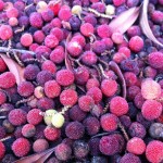 駕与丁公園のヤマモモ