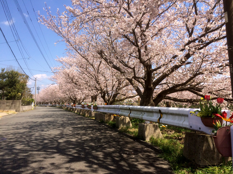 天徳橋付近の桜並木（那珂川市の桜・穴場スポット）