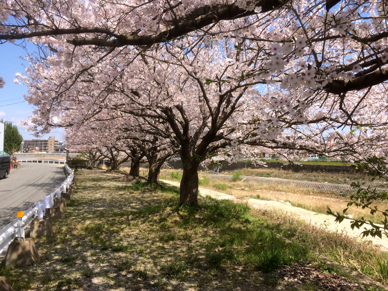 天徳橋付近の桜並木（那珂川市の桜・穴場スポット）