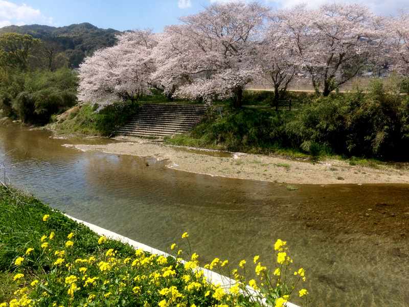 那珂川市の桜の穴場（とどろき橋河畔の桜）