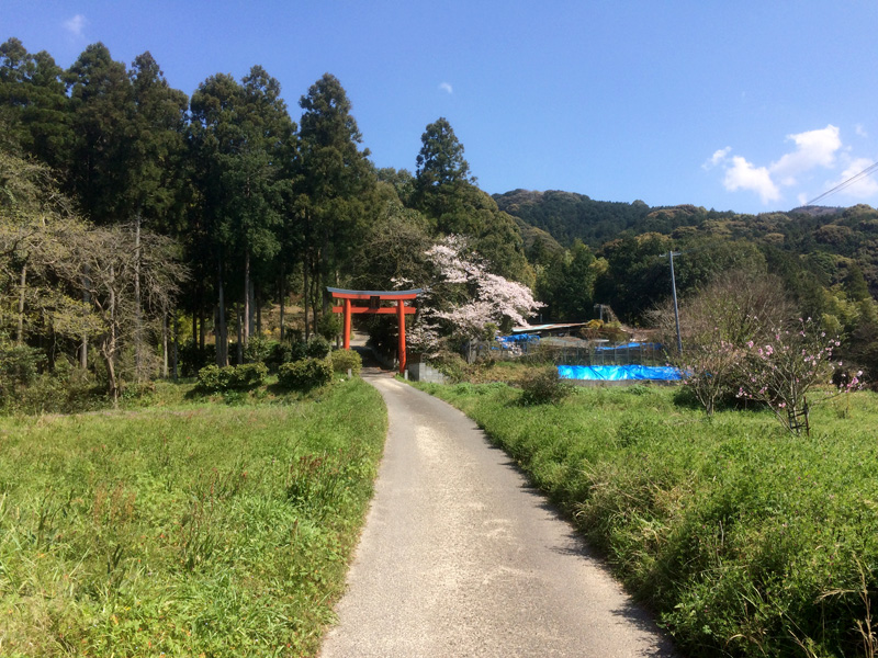 高津神社（那珂川市の桜）