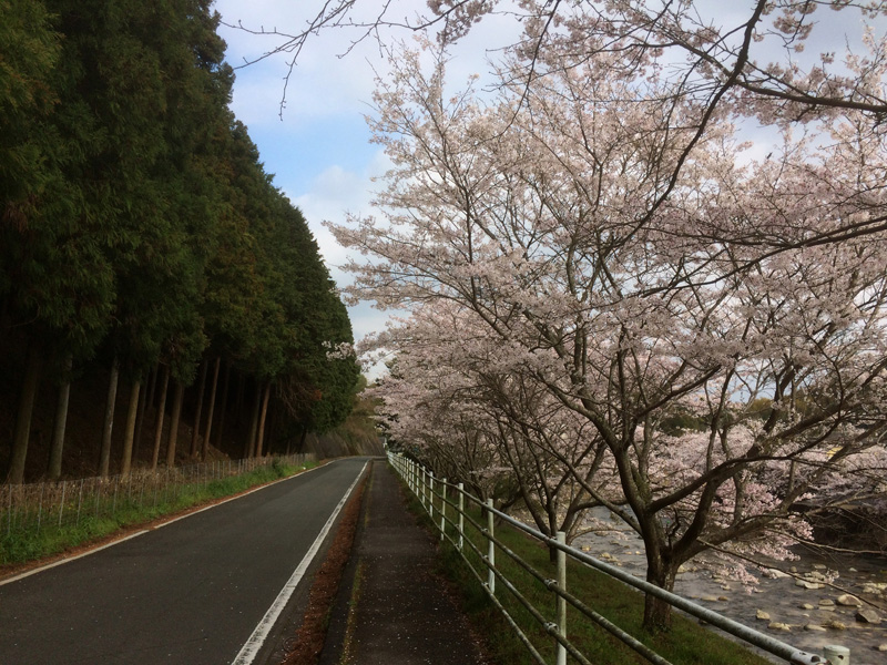 那珂川市の桜の穴場・寺瀬橋