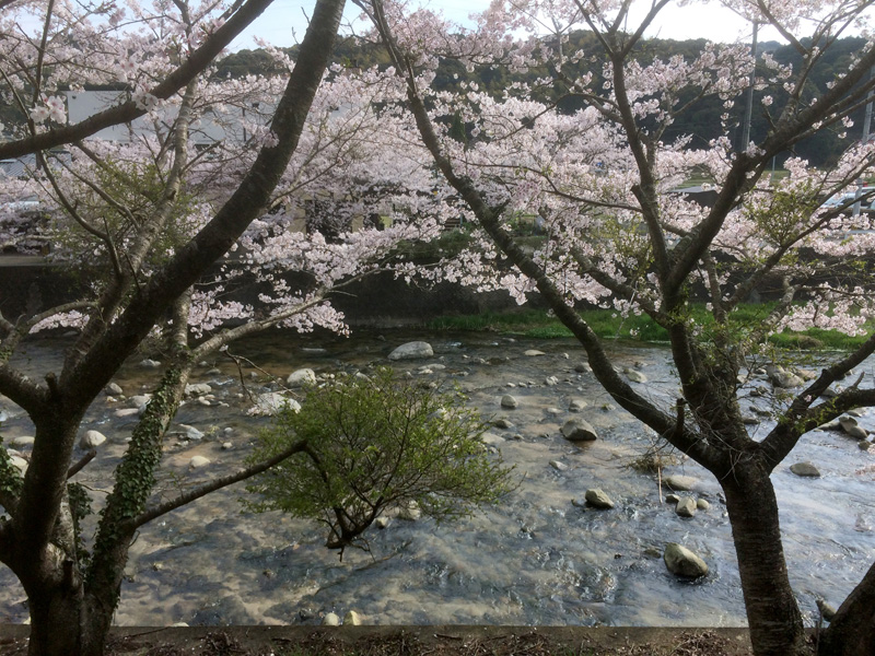 那珂川市の桜の穴場・寺瀬橋