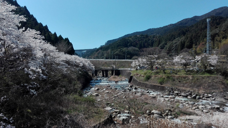 那珂川市内の桜の穴場〜南畑ダムとグリーンピア